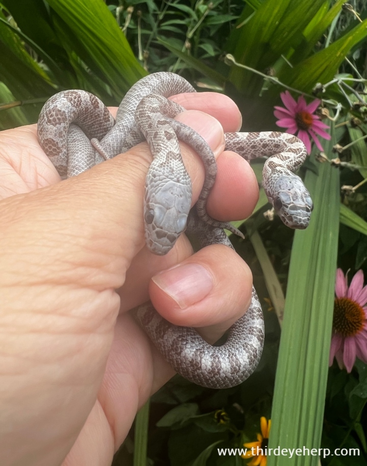 Baird's Rat Snake